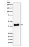 Galectin 8 antibody, M05584-1, Boster Biological Technology, Western Blot image 