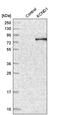 Potassium Voltage-Gated Channel Subfamily D Member 1 antibody, PA5-64866, Invitrogen Antibodies, Western Blot image 