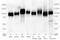 LGP-96 antibody, TA336932, Origene, Western Blot image 
