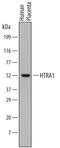HtrA Serine Peptidase 1 antibody, MAB2916, R&D Systems, Western Blot image 
