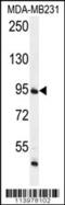 FtsJ RNA 2'-O-Methyltransferase 3 antibody, 56-205, ProSci, Western Blot image 
