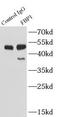 Fructose-1,6-bisphosphatase 1 antibody, FNab03029, FineTest, Immunoprecipitation image 