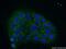 Chromosome 18 Open Reading Frame 21 antibody, 24977-1-AP, Proteintech Group, Immunofluorescence image 