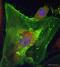 Transgelin antibody, ab14106, Abcam, Immunofluorescence image 