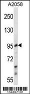 E2F Transcription Factor 7 antibody, 58-268, ProSci, Western Blot image 