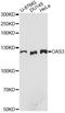 2'-5'-Oligoadenylate Synthetase 3 antibody, A9481, ABclonal Technology, Western Blot image 