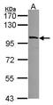 Myosin-Ib antibody, GTX114557, GeneTex, Western Blot image 