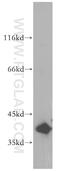 Pleckstrin homology-like domain family A member 1 antibody, 18263-1-AP, Proteintech Group, Western Blot image 