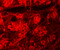 Rho Associated Coiled-Coil Containing Protein Kinase 2 antibody, 6297, ProSci Inc, Immunofluorescence image 