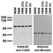 Calcium/Calmodulin Dependent Serine Protein Kinase antibody, 73-000, Antibodies Incorporated, Western Blot image 