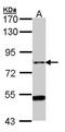 ArfGAP With GTPase Domain, Ankyrin Repeat And PH Domain 1 antibody, orb73830, Biorbyt, Western Blot image 
