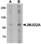 Lysine Demethylase 4A antibody, MBS150247, MyBioSource, Western Blot image 