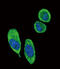Stratifin antibody, abx032680, Abbexa, Flow Cytometry image 