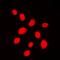 p53BP1 antibody, orb224035, Biorbyt, Immunocytochemistry image 