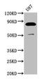FERM domain-containing protein 7 antibody, CSB-PA744425LA01HU, Cusabio, Western Blot image 