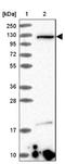 KIAA0825 antibody, NBP2-38379, Novus Biologicals, Western Blot image 