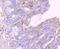 Glutathione Peroxidase 1 antibody, NBP2-66874, Novus Biologicals, Immunohistochemistry paraffin image 