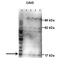 CAV3 antibody, orb331571, Biorbyt, Western Blot image 