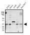 BCL2 Like 11 antibody, NBP2-53088, Novus Biologicals, Western Blot image 