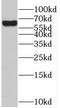 Phosphatidylinositide phosphatase SAC1 antibody, FNab07576, FineTest, Western Blot image 