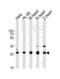 Succinate dehydrogenase [ubiquinone] iron-sulfur subunit, mitochondrial antibody, abx034976, Abbexa, Western Blot image 