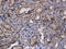 Fibroblast Growth Factor 2 antibody, 250559, Abbiotec, Immunohistochemistry paraffin image 