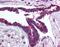 Hypoxia-inducible factor 3-alpha antibody, GTX85702, GeneTex, Immunohistochemistry paraffin image 