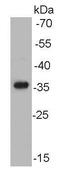 Histone Cluster 3 H3 antibody, orb153933, Biorbyt, Western Blot image 