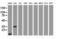 Jun Proto-Oncogene, AP-1 Transcription Factor Subunit antibody, LS-C788896, Lifespan Biosciences, Western Blot image 