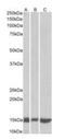 Galectin 1 antibody, orb22566, Biorbyt, Western Blot image 