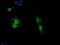 SEC14 And Spectrin Domain Containing 1 antibody, LS-C174389, Lifespan Biosciences, Immunofluorescence image 