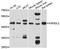 Killer Cell Immunoglobulin Like Receptor, Three Ig Domains And Long Cytoplasmic Tail 2 antibody, STJ112156, St John