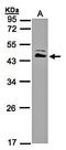 Argininosuccinate synthase antibody, orb69676, Biorbyt, Western Blot image 