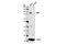 BRCA1 Associated Protein 1 antibody, 13187S, Cell Signaling Technology, Western Blot image 