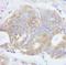 Protein Tyrosine Phosphatase Non-Receptor Type 12 antibody, A301-300A, Bethyl Labs, Immunohistochemistry frozen image 