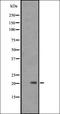PEG antibody, orb335511, Biorbyt, Western Blot image 
