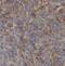 SRBC antibody, FNab00510, FineTest, Immunohistochemistry frozen image 