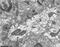 Potassium Voltage-Gated Channel Subfamily D Member 3 antibody, 73-017, Antibodies Incorporated, Electron Microscopy image 