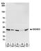 Exosome complex exonuclease RRP40 antibody, A303-909A, Bethyl Labs, Western Blot image 