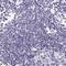 Proline Rich 27 antibody, PA5-57545, Invitrogen Antibodies, Immunohistochemistry frozen image 