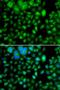 Methyltransferase Like 7B antibody, LS-C346279, Lifespan Biosciences, Immunofluorescence image 