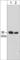 Annexin A2 antibody, AM2981, ECM Biosciences, Western Blot image 