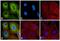 Rat IgG Isotype Control antibody, A18916, Invitrogen Antibodies, Immunofluorescence image 