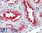 Connexin-45 antibody, LS-B2567, Lifespan Biosciences, Immunohistochemistry paraffin image 
