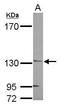 Jouberin antibody, GTX121379, GeneTex, Western Blot image 