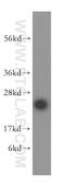 Mitochondrial Ribosomal Protein L24 antibody, 16224-1-AP, Proteintech Group, Western Blot image 