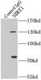 hSIRT1 antibody, FNab07877, FineTest, Immunoprecipitation image 