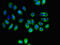 Solute Carrier Family 16 Member 8 antibody, CSB-PA021415LA01HU, Cusabio, Immunofluorescence image 