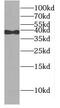 DNA Polymerase Beta antibody, FNab02432, FineTest, Western Blot image 