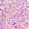 SCH antibody, LS-C358820, Lifespan Biosciences, Immunohistochemistry frozen image 